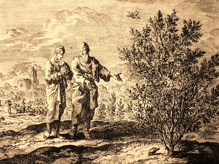 Podobenství o zasetém semenu a hořčičném zrnu - záznamy bohoslužeb a promluv z 16.6.2024