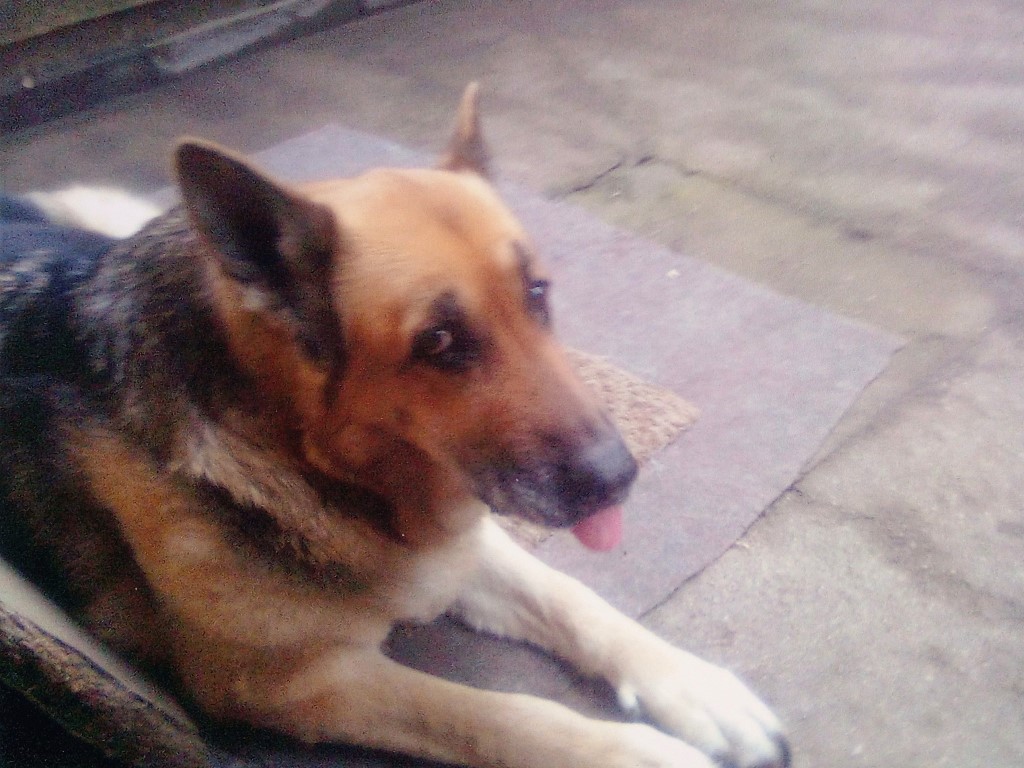 Zdeňkova milovaná Brita.